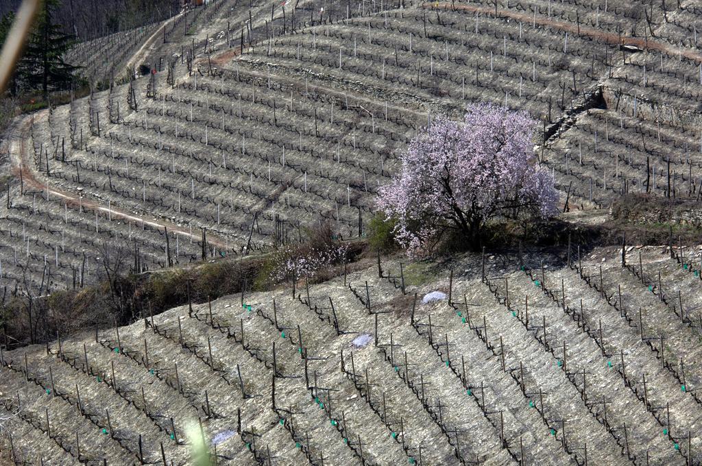 Cascina Arcangelo Raffaele Verduno Kültér fotó